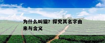 为什么叫猫？探究其名字由来与含义