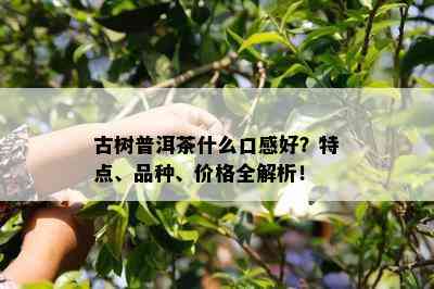 古树普洱茶什么口感好？特点、品种、价格全解析！