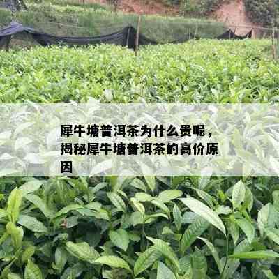 犀牛塘普洱茶为什么贵呢，揭秘犀牛塘普洱茶的高价原因