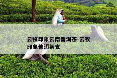 云牧印象云南普洱茶-云牧印象普洱茶支