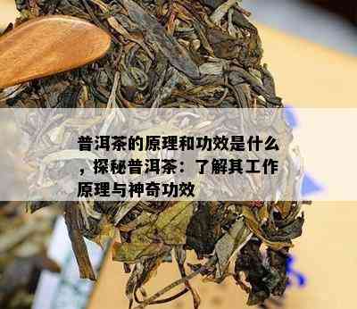 普洱茶的原理和功效是什么，探秘普洱茶：了解其工作原理与神奇功效