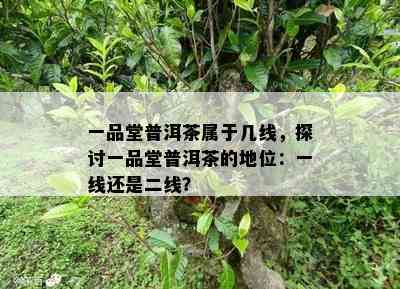 一品堂普洱茶属于几线，探讨一品堂普洱茶的地位：一线还是二线？