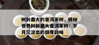 树龄更大的普洱茶树，揭秘世界树龄更大普洱茶树：岁月沉淀出的醇厚韵味