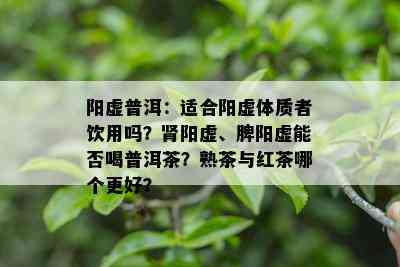 阳虚普洱：适合阳虚体质者饮用吗？肾阳虚、脾阳虚能否喝普洱茶？熟茶与红茶哪个更好？