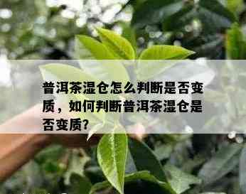 普洱茶湿仓怎么判断是否变质，如何判断普洱茶湿仓是否变质？