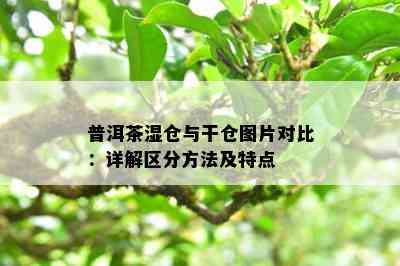 普洱茶湿仓与干仓图片对比：详解区分方法及特点