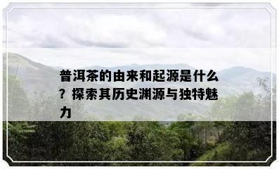 普洱茶的由来和起源是什么？探索其历史渊源与独特魅力