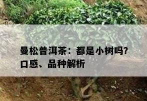 曼松普洱茶：都是小树吗？口感、品种解析