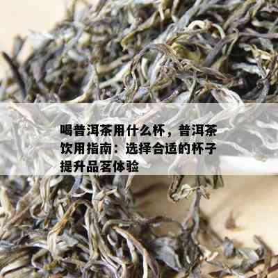 喝普洱茶用什么杯，普洱茶饮用指南：选择合适的杯子提升品茗体验