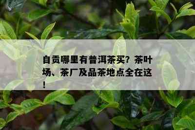 自贡哪里有普洱茶买？茶叶场、茶厂及品茶地点全在这！