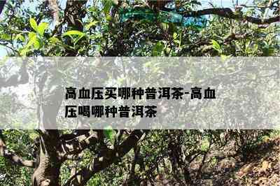 高血压买哪种普洱茶-高血压喝哪种普洱茶