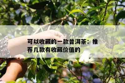 可以收藏的一款普洱茶：推荐几款有收藏价值的