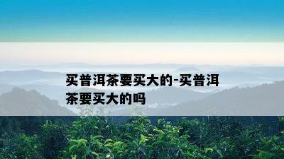 买普洱茶要买大的-买普洱茶要买大的吗