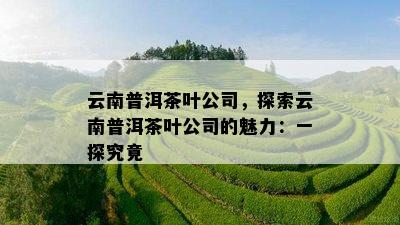 云南普洱茶叶公司，探索云南普洱茶叶公司的魅力：一探究竟