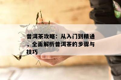 普洱茶攻略：从入门到精通，全面解析普洱茶的步骤与技巧