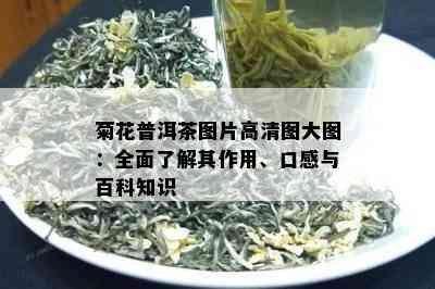 菊花普洱茶图片高清图大图：全面了解其作用、口感与百科知识