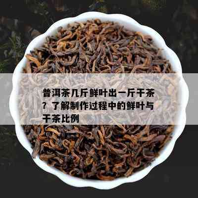 普洱茶几斤鲜叶出一斤干茶？了解制作过程中的鲜叶与干茶比例