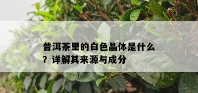 普洱茶里的白色晶体是什么？详解其来源与成分