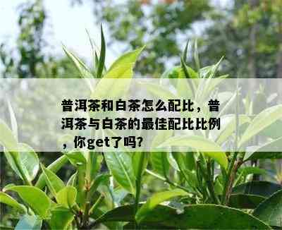 普洱茶和白茶怎么配比，普洱茶与白茶的更佳配比比例，你get了吗？