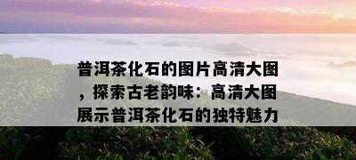 普洱茶化石的图片高清大图，探索古老韵味：高清大图展示普洱茶化石的独特魅力