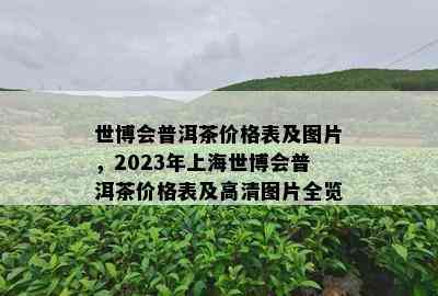 世博会普洱茶价格表及图片，2023年上海世博会普洱茶价格表及高清图片全览