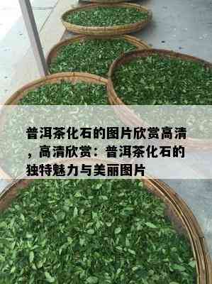 普洱茶化石的图片欣赏高清，高清欣赏：普洱茶化石的独特魅力与美丽图片