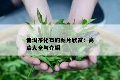 普洱茶化石的图片欣赏：高清大全与介绍