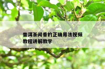 普洱茶闻香的正确用法视频教程讲解教学