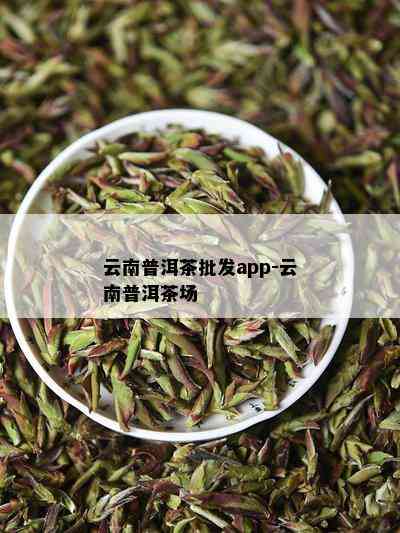 云南普洱茶批发app-云南普洱茶场