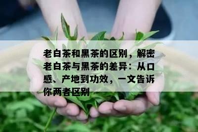 老白茶和黑茶的区别，解密老白茶与黑茶的差异：从口感、产地到功效，一文告诉你两者区别