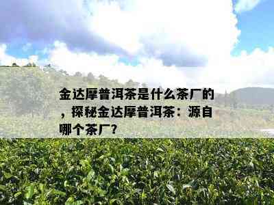 金达摩普洱茶是什么茶厂的，探秘金达摩普洱茶：源自哪个茶厂？