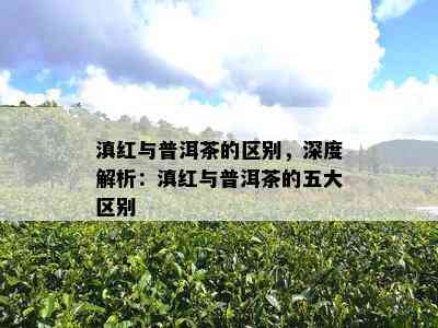 滇红与普洱茶的区别，深度解析：滇红与普洱茶的五大区别