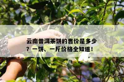 云南普洱茶饼的售价是多少？一饼、一斤价格全知道！