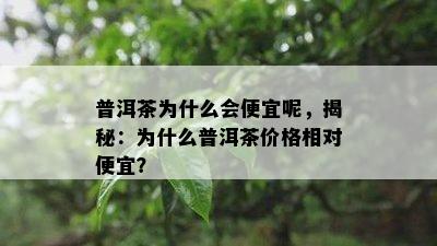 普洱茶为什么会便宜呢，揭秘：为什么普洱茶价格相对便宜？