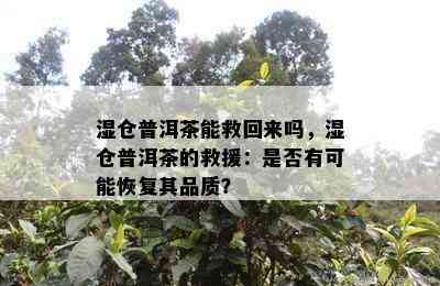 湿仓普洱茶能救回来吗，湿仓普洱茶的救援：是否有可能恢复其品质？