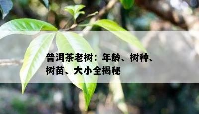 普洱茶老树：年龄、树种、树苗、大小全揭秘