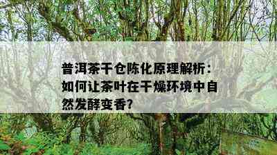 普洱茶干仓陈化原理解析：如何让茶叶在干燥环境中自然发酵变香？