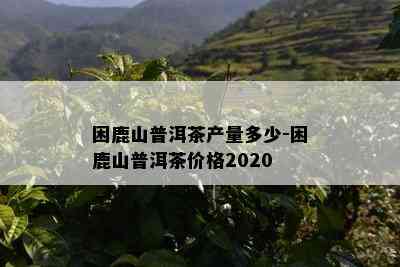 困鹿山普洱茶产量多少-困鹿山普洱茶价格2020