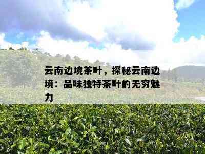 云南边境茶叶，探秘云南边境：品味独特茶叶的无穷魅力