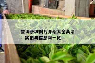 普洱茶城图片介绍大全高清：实拍与信息网一览