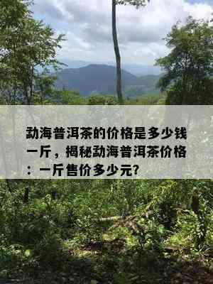 勐海普洱茶的价格是多少钱一斤，揭秘勐海普洱茶价格：一斤售价多少元？