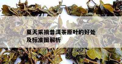 夏天采摘普洱茶原叶的好处及标准图解析