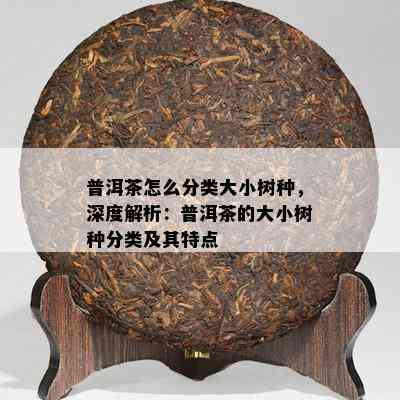 普洱茶怎么分类大小树种，深度解析：普洱茶的大小树种分类及其特点