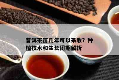 普洱茶苗几年可以采收？种植技术和生长周期解析