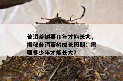 普洱茶树要几年才能长大，揭秘普洱茶树成长周期：需要多少年才能长大？