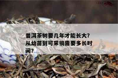 普洱茶树要几年才能长大？从幼苗到可采摘需要多长时间？