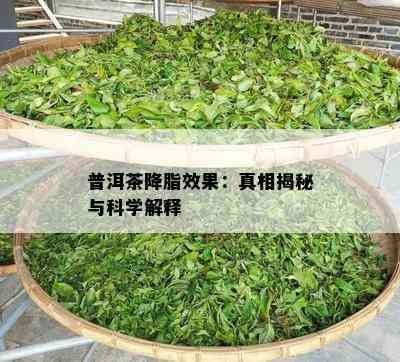 普洱茶降脂效果：真相揭秘与科学解释