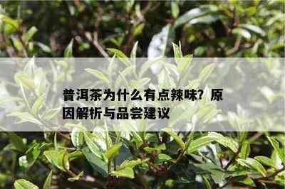 普洱茶为什么有点辣味？原因解析与品尝建议