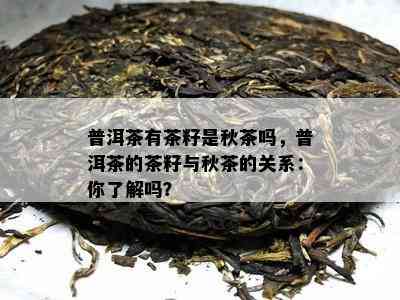 普洱茶有茶籽是秋茶吗，普洱茶的茶籽与秋茶的关系：你了解吗？