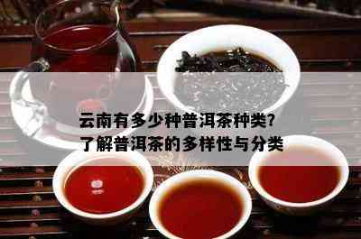 云南有多少种普洱茶种类？了解普洱茶的多样性与分类